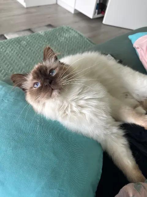 cat lost   95550 Bessancourt Neko