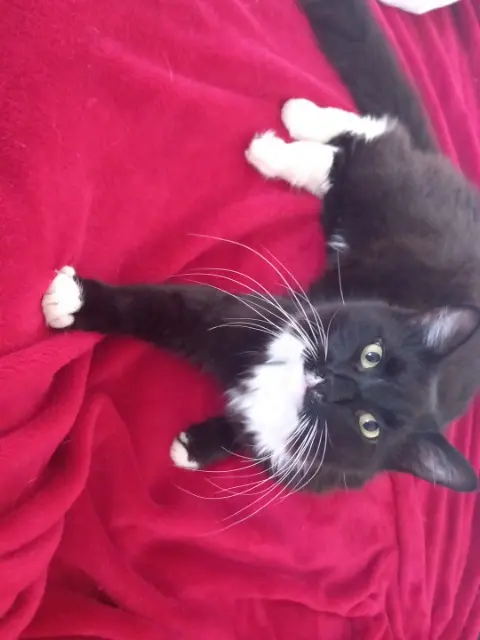 chat lost    Pontoise Neko