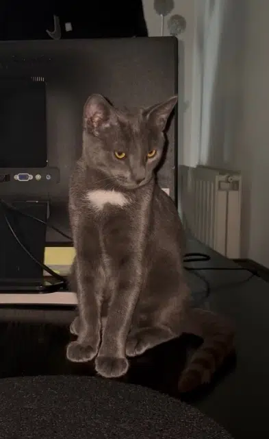 chat lost   95290 L'Isle-Adam Niro