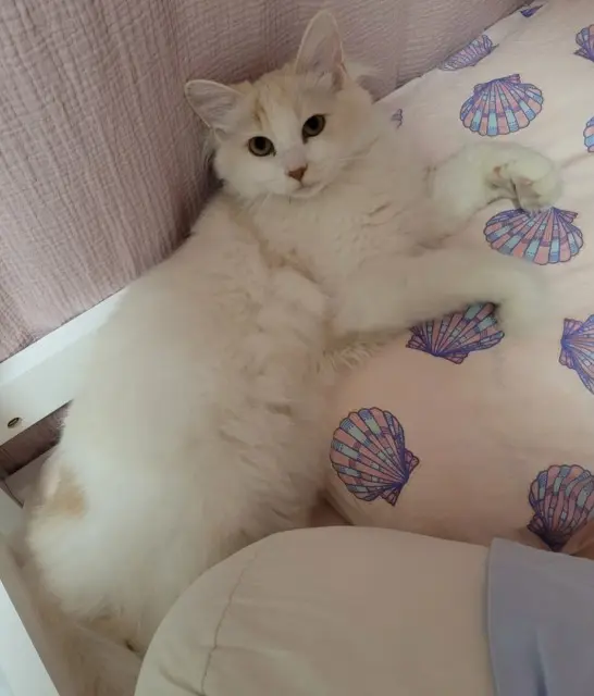 chat lost   95250 Beauchamp Nounours