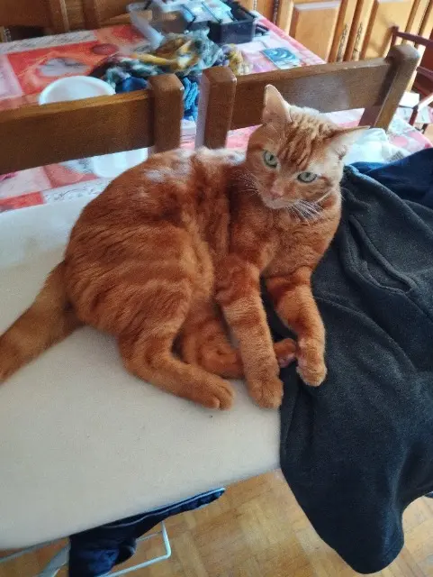 chat lost   95270 Belloy-en-France Oops