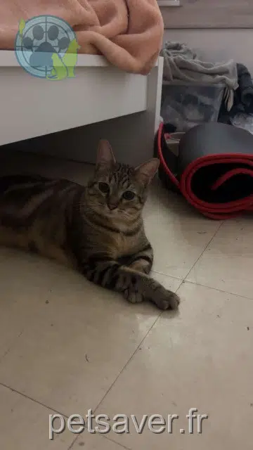 chat lost 95610 Éragny-sur-Oise Paco