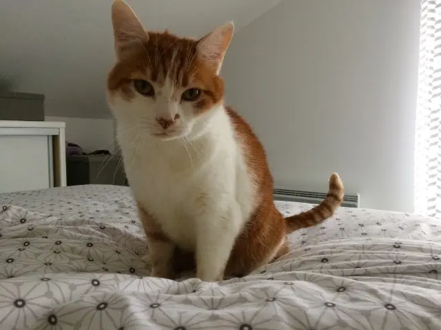 chat lost   95120 Ermont Parker