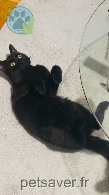 chat lost   95130 Franconville Pepito