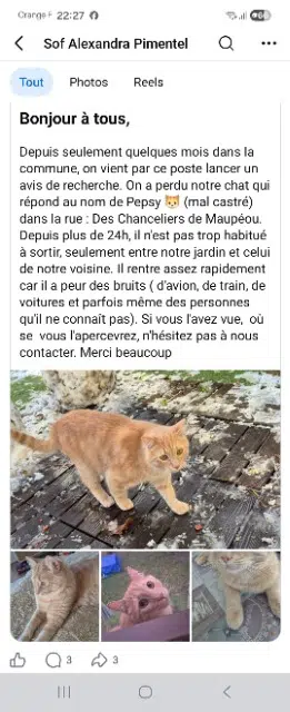 chat lost   95820 Bruyères-sur-Oise Pepsi