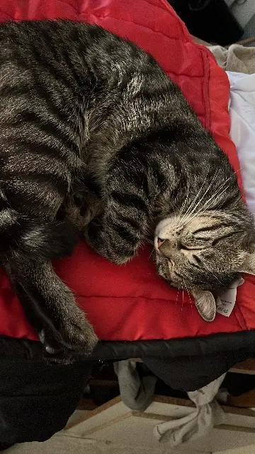chat lost   95360 Montmagny Prince