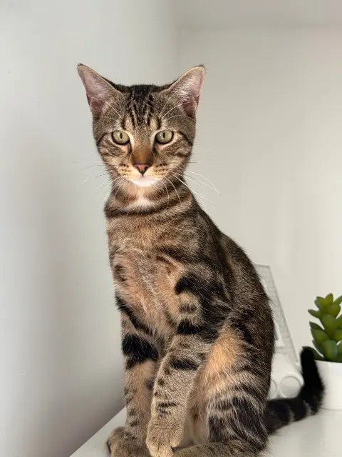 gatto perso 95220 Herblay-sur-Seine Prince gatto lost 95220 Herblay-sur-Seine Prince