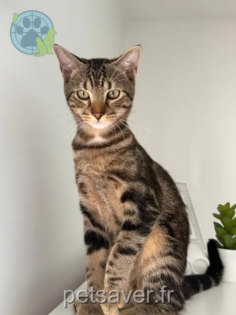 chat perdu 95220 Herblay-sur-Seine Prince chat lost 95220 Herblay-sur-Seine Prince
