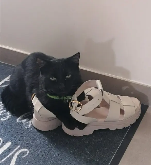 chat lost   95500 Gonesse Ptiptich
