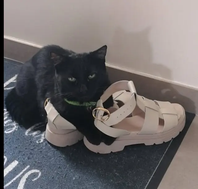 chat lost   95500 Gonesse Ptiptich