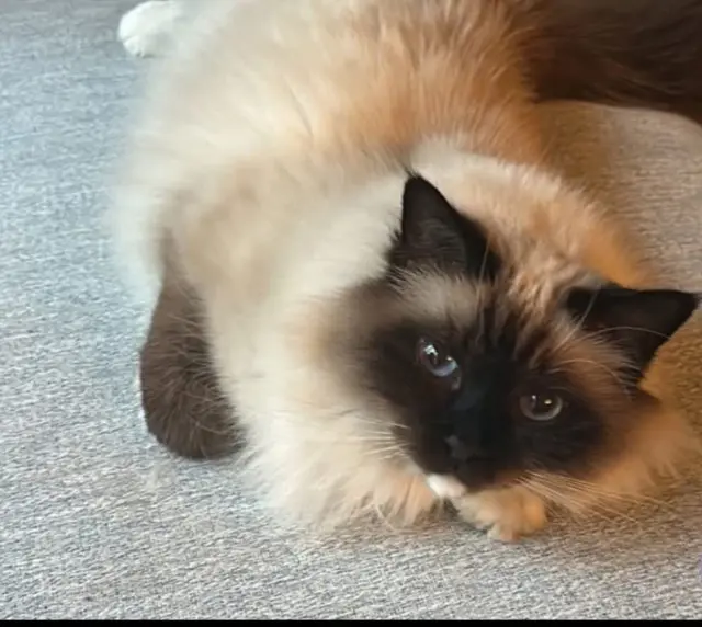 chat lost   95410 Groslay Rio