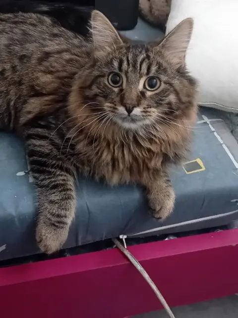chat lost   95400 Villiers-le-Bel Sacha