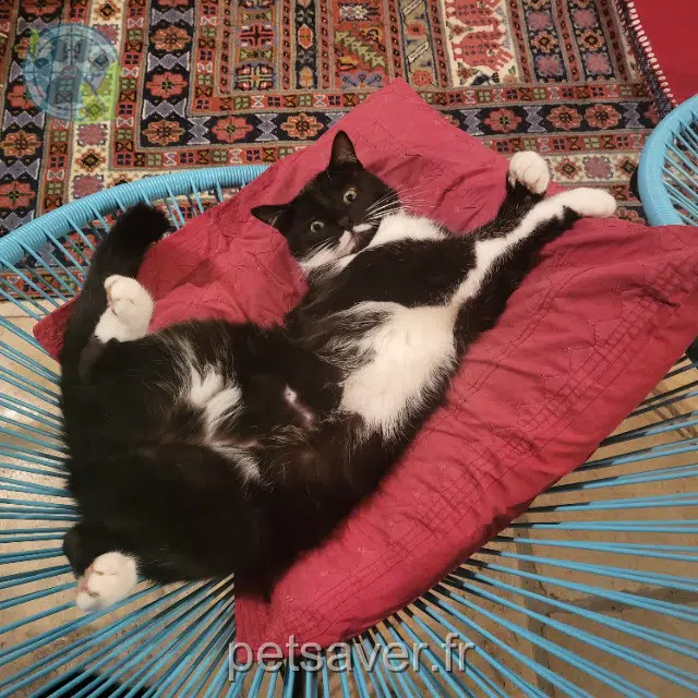 chat lost 95680 Montlignon Sacha