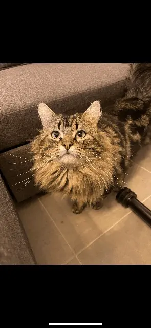 chat lost   95450 Ableiges Saïko