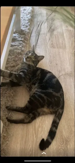 chat lost   95280 Jouy-le-Moutier Scar