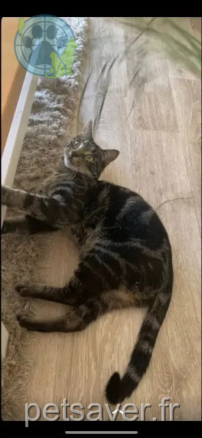Kater vermisst 95280 Jouy-le-Moutier Scar Kater lost 95280 Jouy-le-Moutier Scar