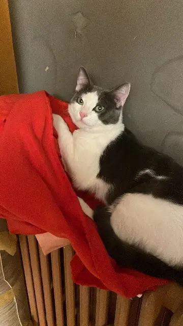 chat lost   95600 Eaubonne Scooby