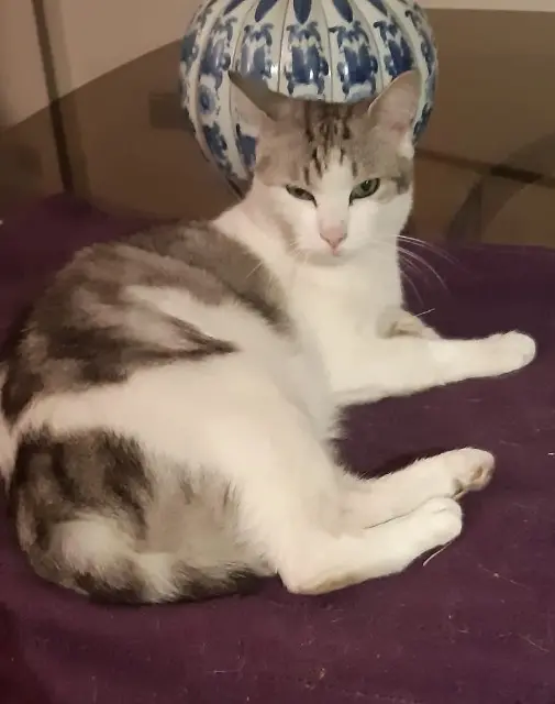 kater vermist 95110 Sannois Shadow kater lost 95110 Sannois Shadow