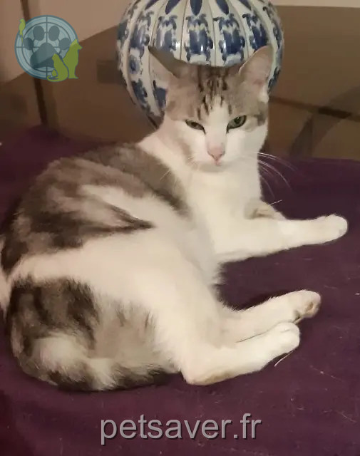 cat lost 95110 Sannois Shadow cat lost 95110 Sannois Shadow