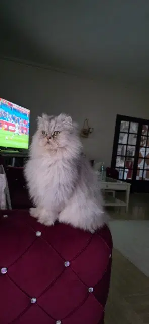 chat lost   95190 Goussainville Shems