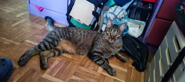 chat lost   95370 Montigny-lès-Cormeilles Silva