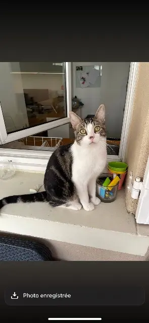 chat lost   95130 Le Plessis-Bouchard Simba