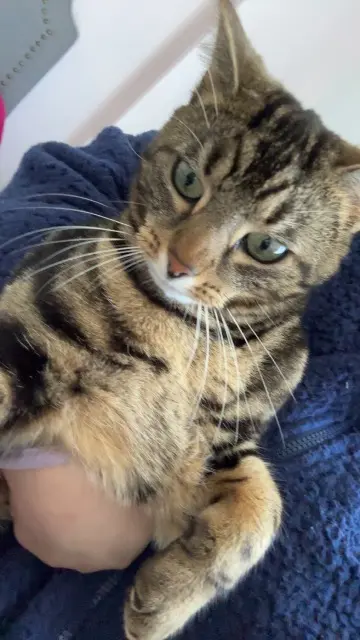 cat lost   95220 Herblay-sur-Seine Simba