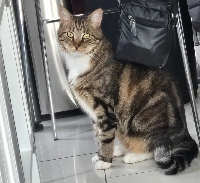 chat lost   95220 Herblay-sur-Seine Simba