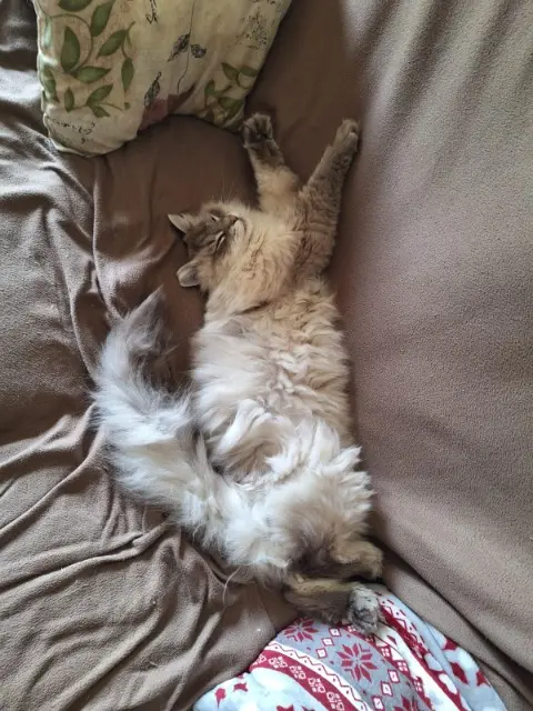 cat lost   95220 Herblay-sur-Seine Smoky