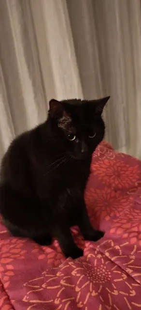 chat lost   95490 Vauréal Snoopy