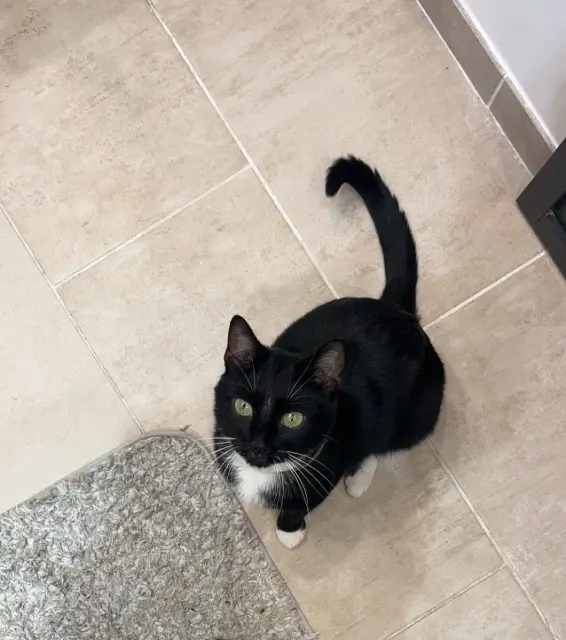 chat lost   95190 Goussainville souley