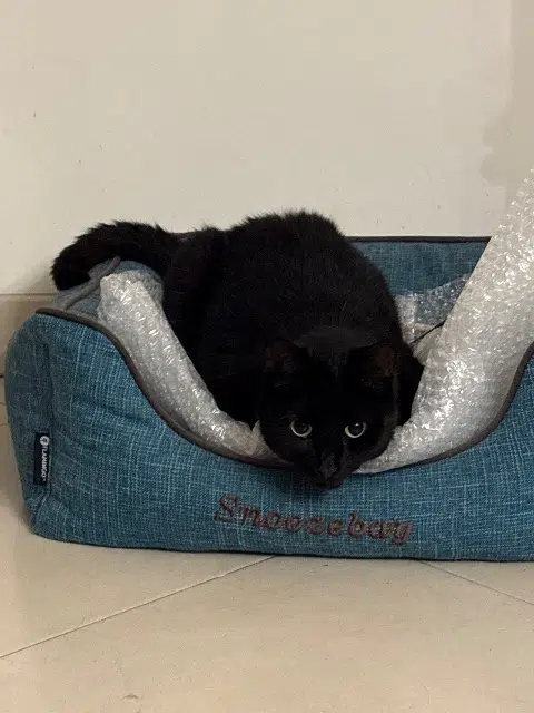 chat lost   95230 Soisy-sous-Montmorency Sparky