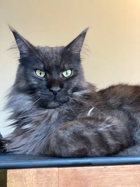 gato perdido 95290 L'Isle-Adam Tao gato lost 95290 L'Isle-Adam Tao