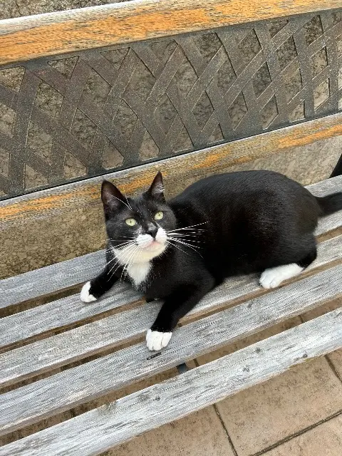 Kater vermisst 95260 Beaumont-sur-Oise Tao Kater lost 95260 Beaumont-sur-Oise Tao