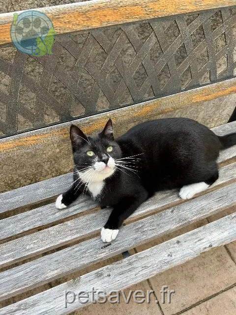 gato perdido 95260 Beaumont-sur-Oise Tao gato lost 95260 Beaumont-sur-Oise Tao