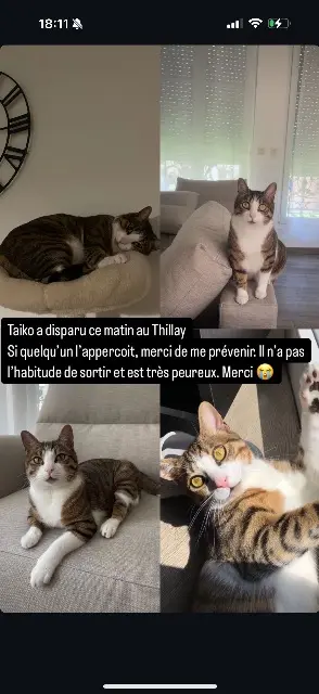 chat lost   95500 Le Thillay Taïko