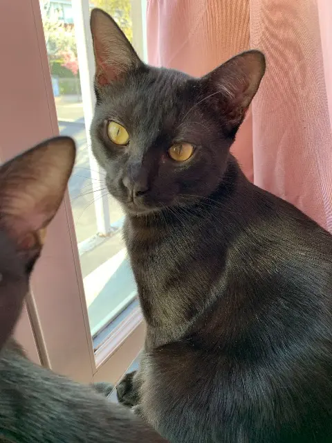 chat lost   95400 Arnouville Tekila