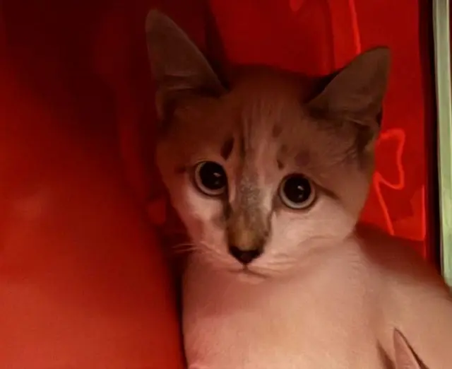 kater vermist 95580 Andilly Ticha kater lost 95580 Andilly Ticha