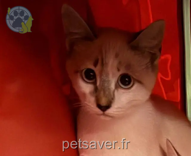 chat perdu 95580 Andilly Ticha chat lost 95580 Andilly Ticha