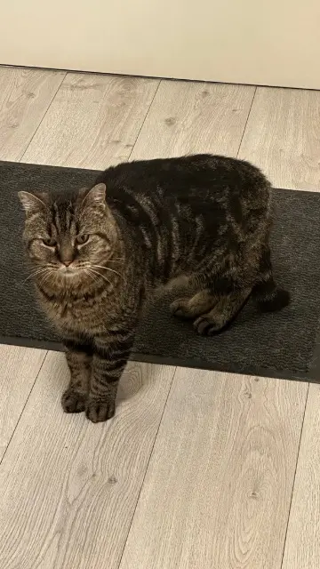 chat lost   95150 Taverny Tiger