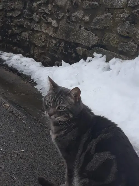 chat lost   95420 Cléry-en-Vexin Tigris