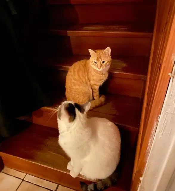 chat lost   95610 Éragny-sur-Oise Tigrou