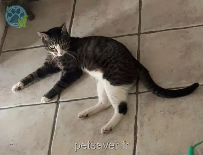 Chat Perdu 95 Val-d'Oise - Tigrou Chat Perdu 95 Val-d'Oise - Tigrou