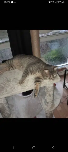 chat lost   95140 Garges-lès-Gonesse Tigry