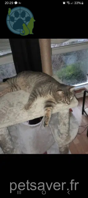gato perdido 95140 Garges-lès-Gonesse Tigry gato lost 95140 Garges-lès-Gonesse Tigry