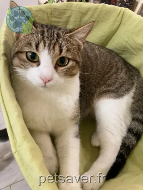 gato perdido 95150 Taverny Timmy gato lost 95150 Taverny Timmy