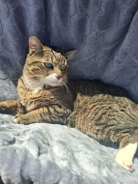 chat lost   95140 Garges-lès-Gonesse Toby