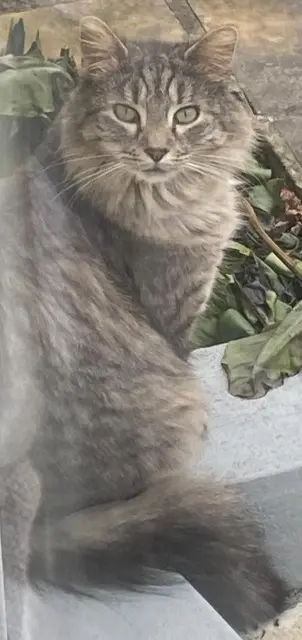 chat lost    Pontoise Tokyo