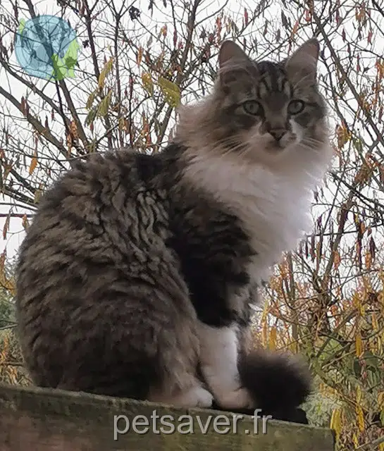 chat lost   95150 Taverny Tom