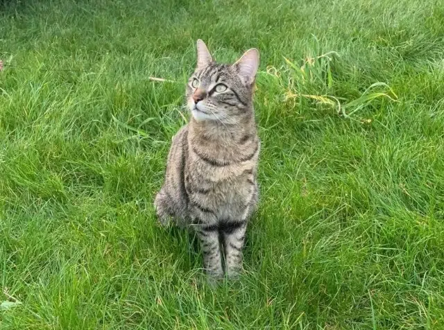 gato perdido 95170 Deuil-la-Barre Trafy gato lost 95170 Deuil-la-Barre Trafy